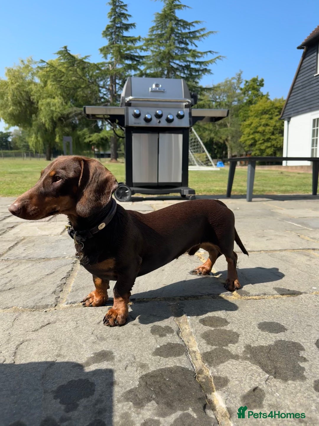 Miniature Dachshund dogs for stud: Standard Dachshund Male Stud - Image 4
