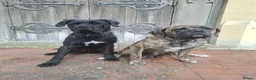 Cane Corso dogs for sale: CANE CORSO PUPPIES - Advert 27