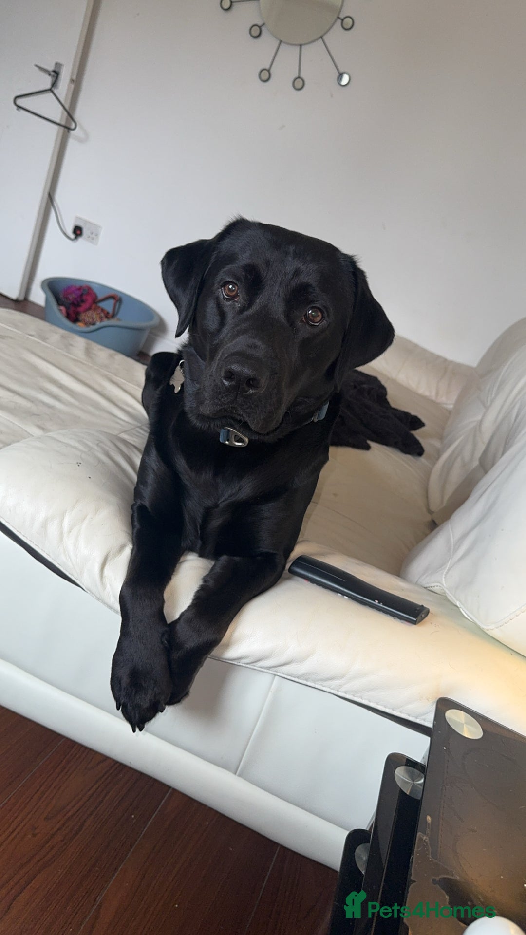 Chorkie dogs for sale: Male black lab 2 year old  - Advert 5