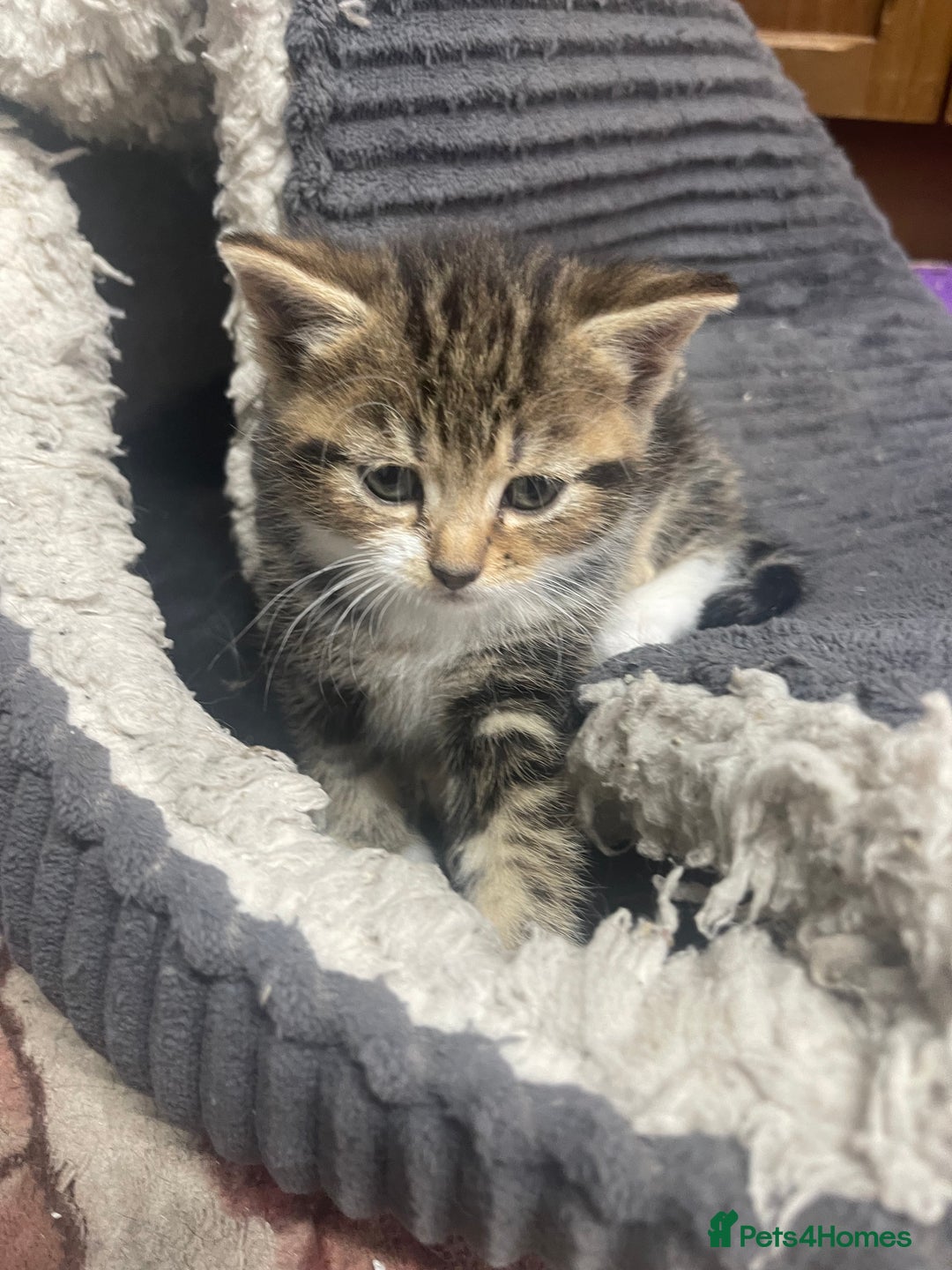 American Shorthair cats for sale: 4 BEAUTIFUL KITTENS FOR SALE - Image 1
