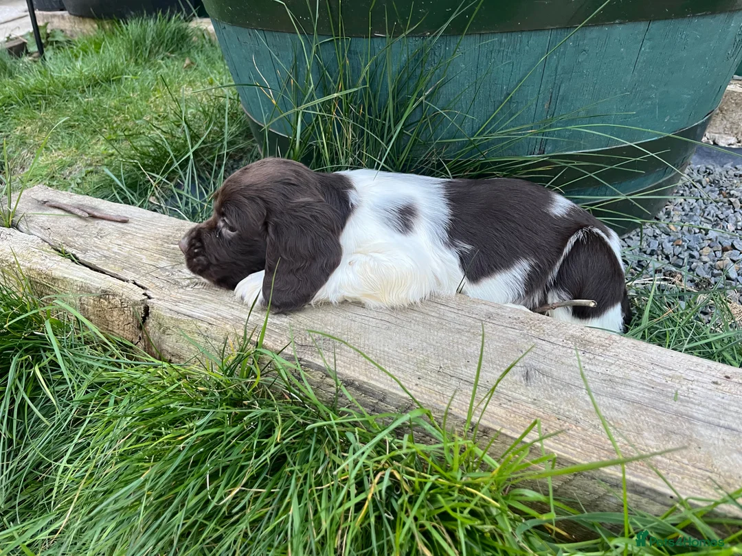English Springer Spaniel dogs for sale: Ready Now!!! KC reg Springer Spaniel BOYS - Advert 1