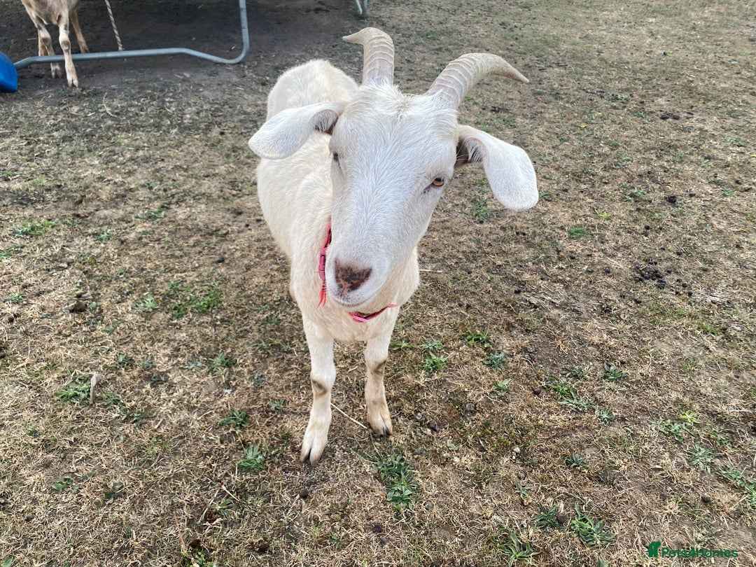 Goats livestock for sale: Boer Cross Dairy Nanny Goat Goatling Doeling - Image 6