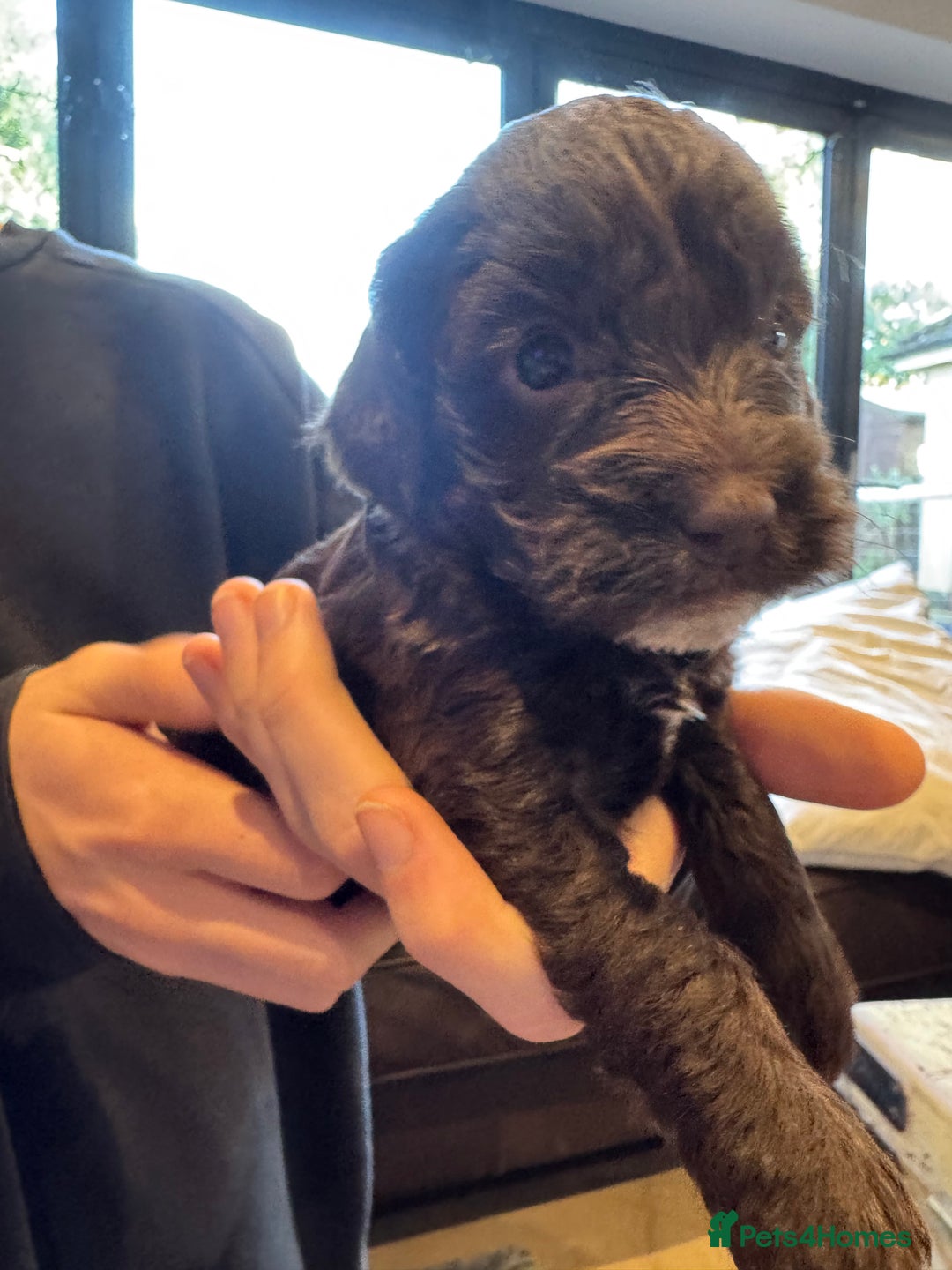 Mixed Breed dogs for sale: Sprockerpoo puppies for sale - Advert 21