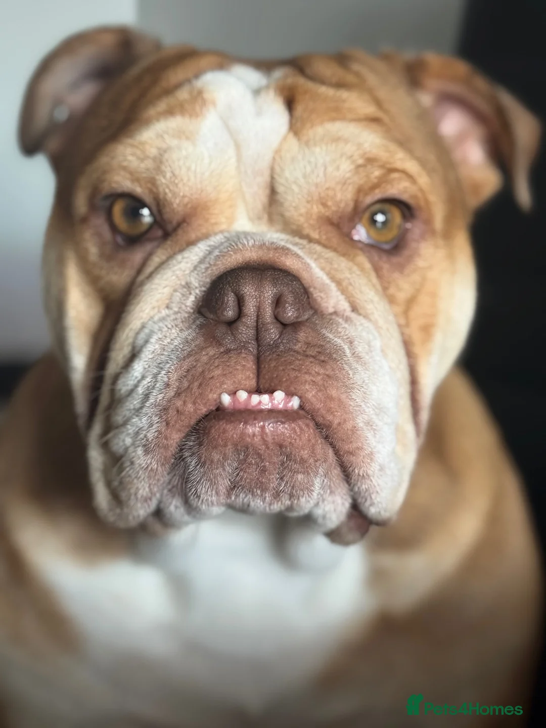 English Bulldog dogs for sale: Female English bulldog - Advert 2