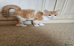 Scottish Fold cats for sale: Adorable Scottish fold Straight Ears Kittens - Image 9