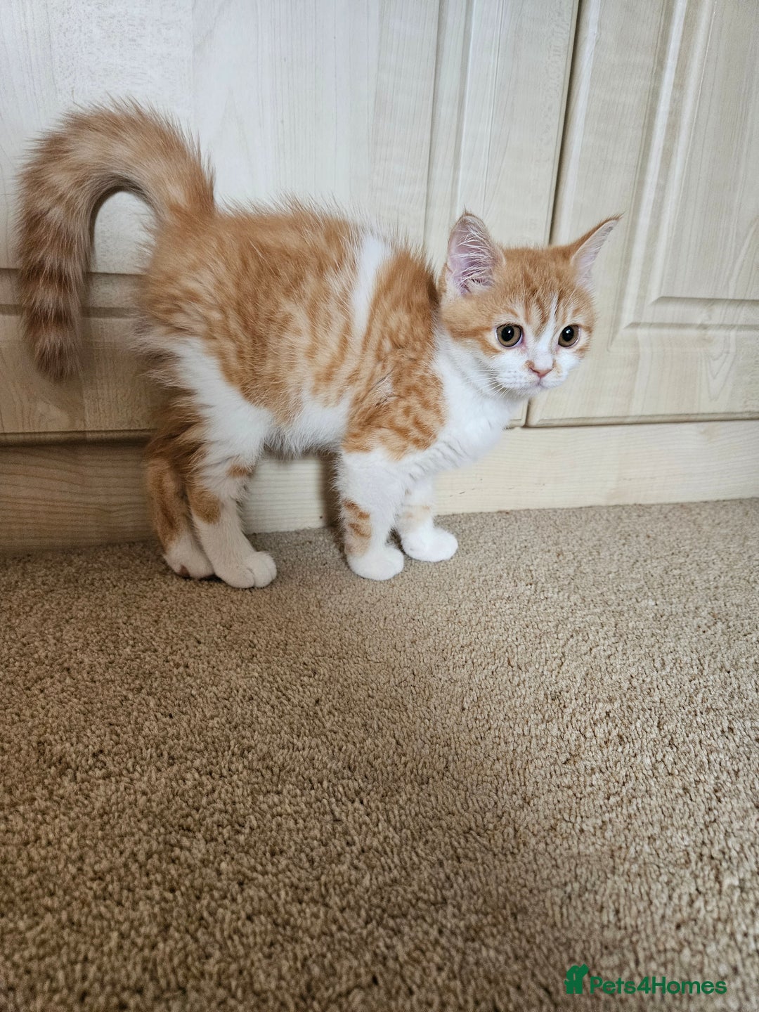 Scottish Fold cats for sale: Adorable Scottish fold Straight Ears Kittens - Image 9