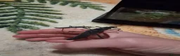 Stick Insects invertebrates for sale: Stick Insect Nymphs and Eggs for Sale - Advert 3