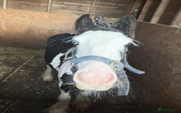 Irish Cob horses for sale: beautiful bingo 😍 - Image 9
