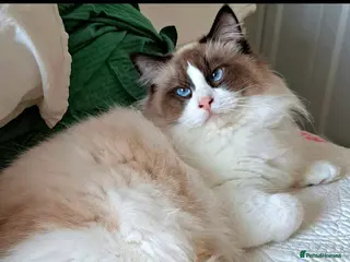 Ragdoll cats Premium Seal Bicolour Ragdoll Boys 💖💖💖 - Advert 6