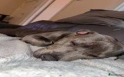 Staffordshire Bull Terrier dogs for sale: Beautiful Blue Staffy Girl Remi 🩷 - Image 7