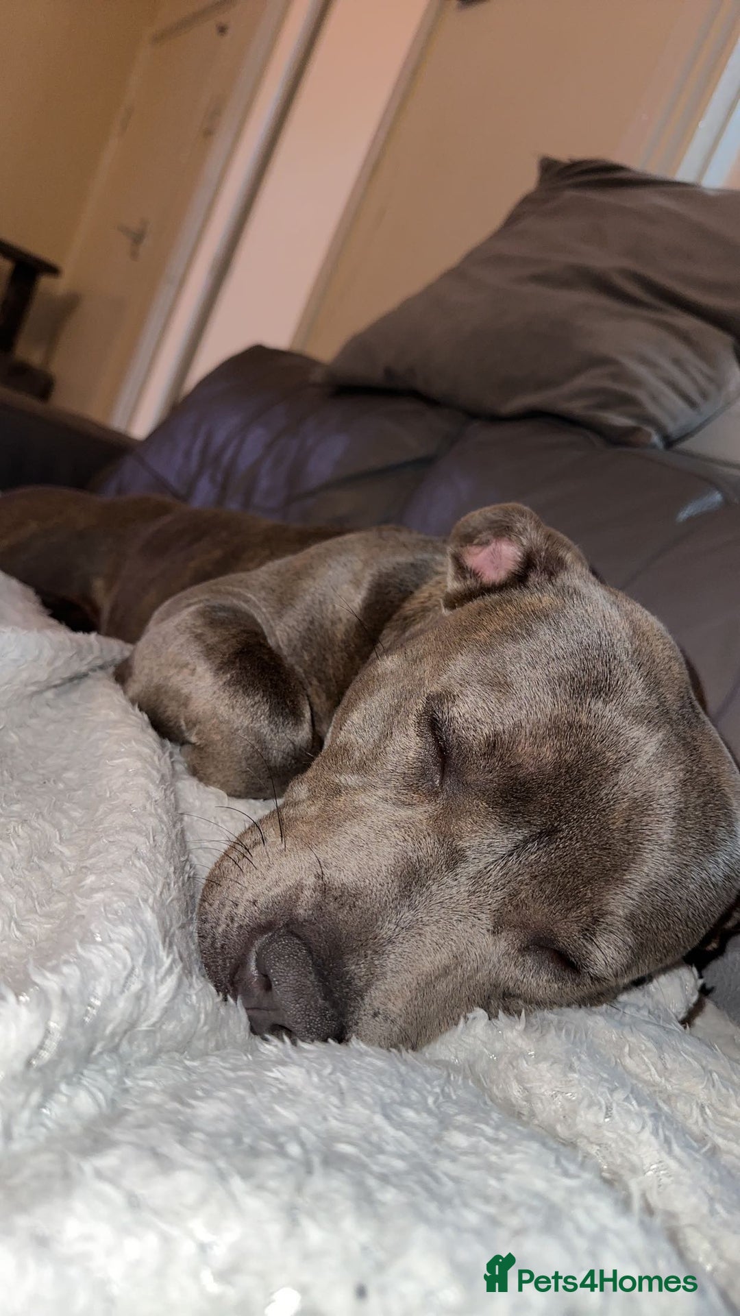 Staffordshire Bull Terrier dogs for sale: Beautiful Blue Staffy Girl Remi 🩷 - Image 7