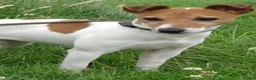 Jack Russell dogs for sale: Work line Jack Russell's  - Advert 1