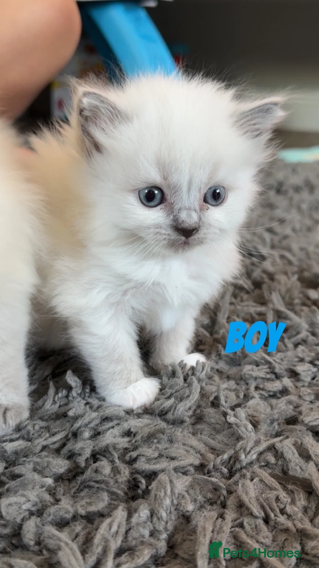 Ragdoll cats for sale: 4 beautiful ragdoll kittens  - Advert 20