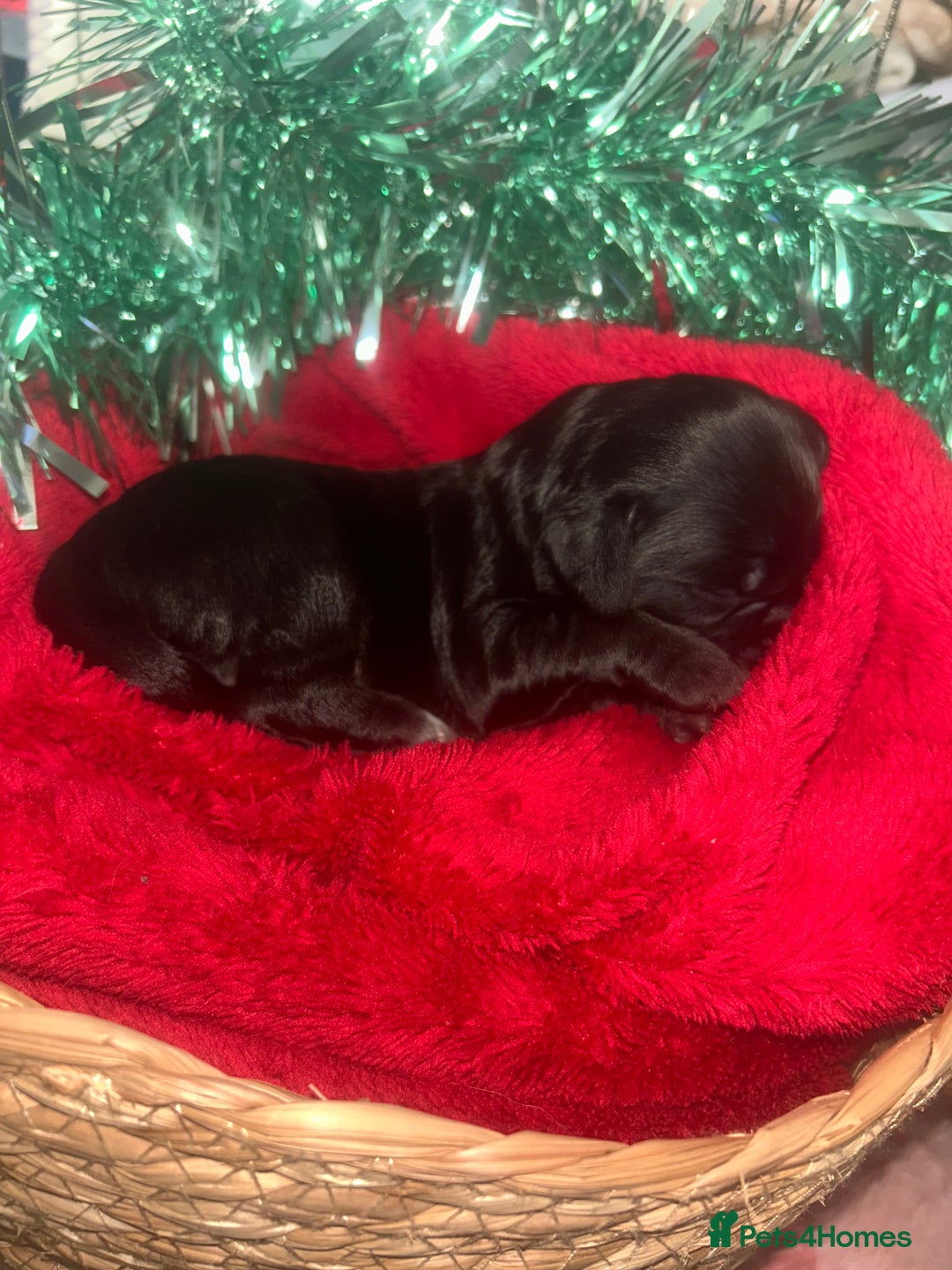 Cocker Spaniel dogs for sale: Cocker spaniel pups for sale  - Advert 18