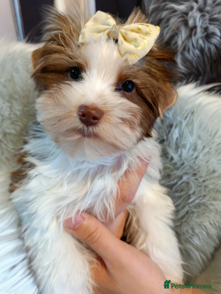 Yorkshire Terrier dogs Yorkshire terrier🐶 Pure breed📃 Luxury Colours 😍 - Advert 4
