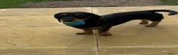 Dachshund dogs for sale: 1 year old female dachshund  in Loughborough - Advert 5