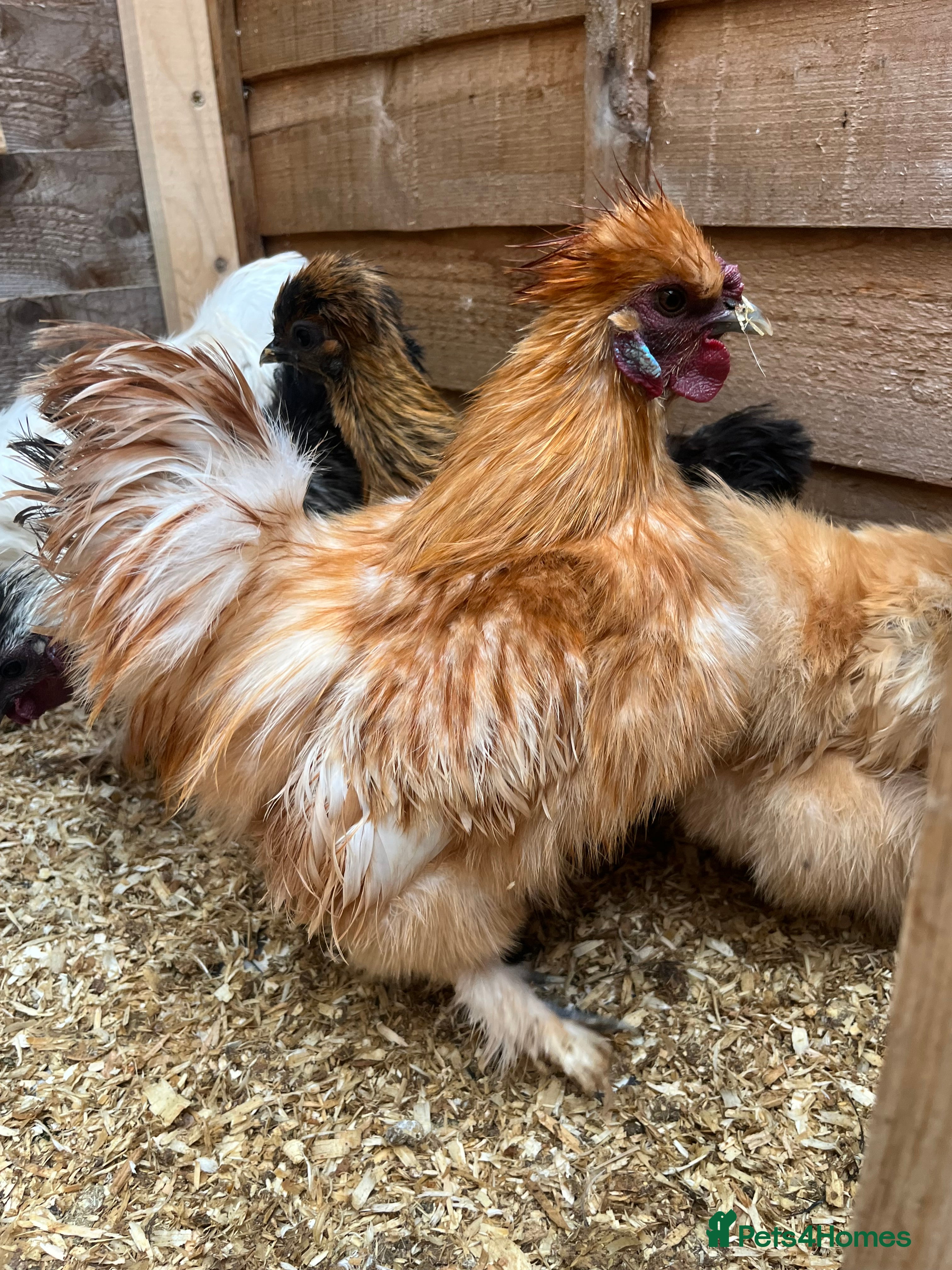 Chickens poultry 3 silkie cockerels  - Advert 22