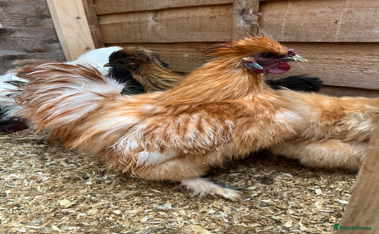 Chickens poultry - Advert 1