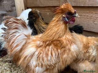 Chickens poultry - Advert 34