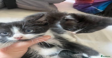 British Longhair cats - Advert 15