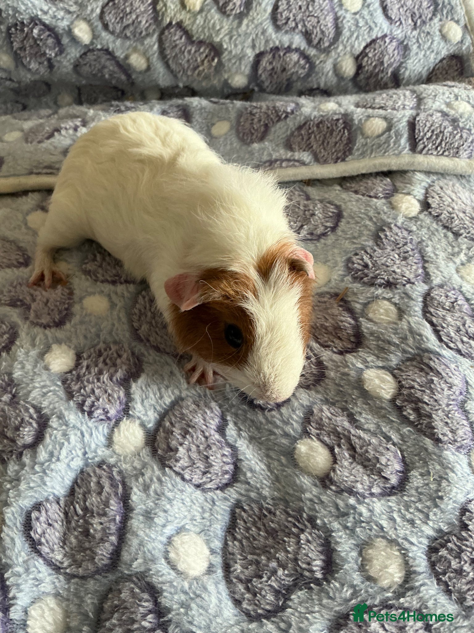 Guinea Pig rodents Baby male  Guinea pig - Advert 19