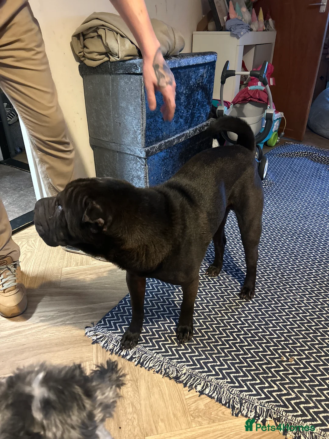 Shar Pei dogs for sale: Bognor - Advert 3