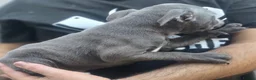 Staffordshire Bull Terrier dogs for sale: SMALLEST KC REG SBT PUPPY  - Advert 3