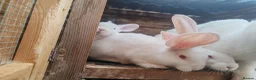Continental Giant rabbits for sale: Male continental giant babies  - Advert 4