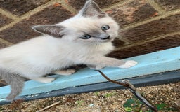Ragdoll cats for sale: Half breed Ragdoll female kitten available  - Image 13