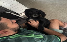 Cocker Spaniel dogs for sale: Rehome  - Image 2