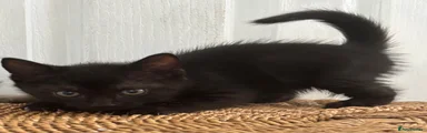 Mixed Breed Kitten 3