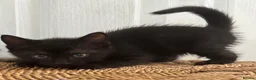 Mixed Breed cats for sale: Kittens - Advert 10