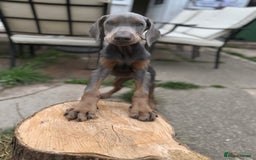 Dobermann dogs for sale: Euro Bred Doberman Blue & Fawn!! - Image 3