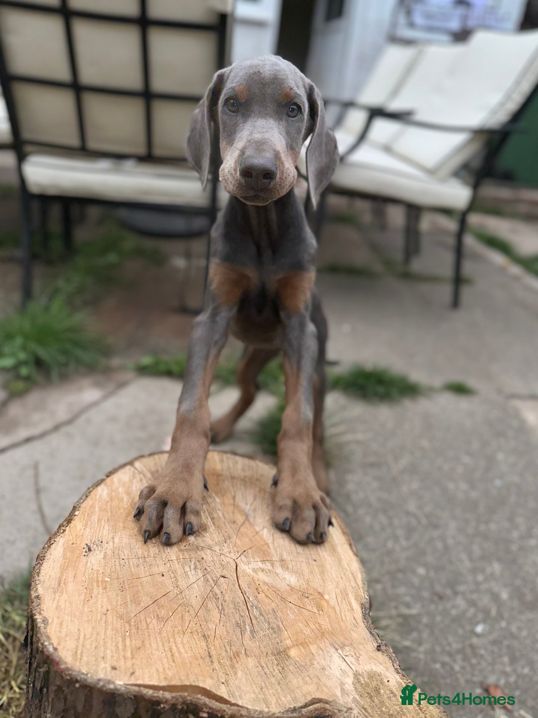 Dobermann dogs for sale: Euro Bred Doberman Blue & Fawn!! - Image 3