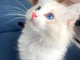 Ragdoll cats Ragdoll Kitten in London - Advert 2