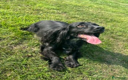 Cocker Spaniel dogs for sale: Beautiful cocker spaniel  - Image 2