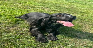 Cocker Spaniel dogs - Advert 13