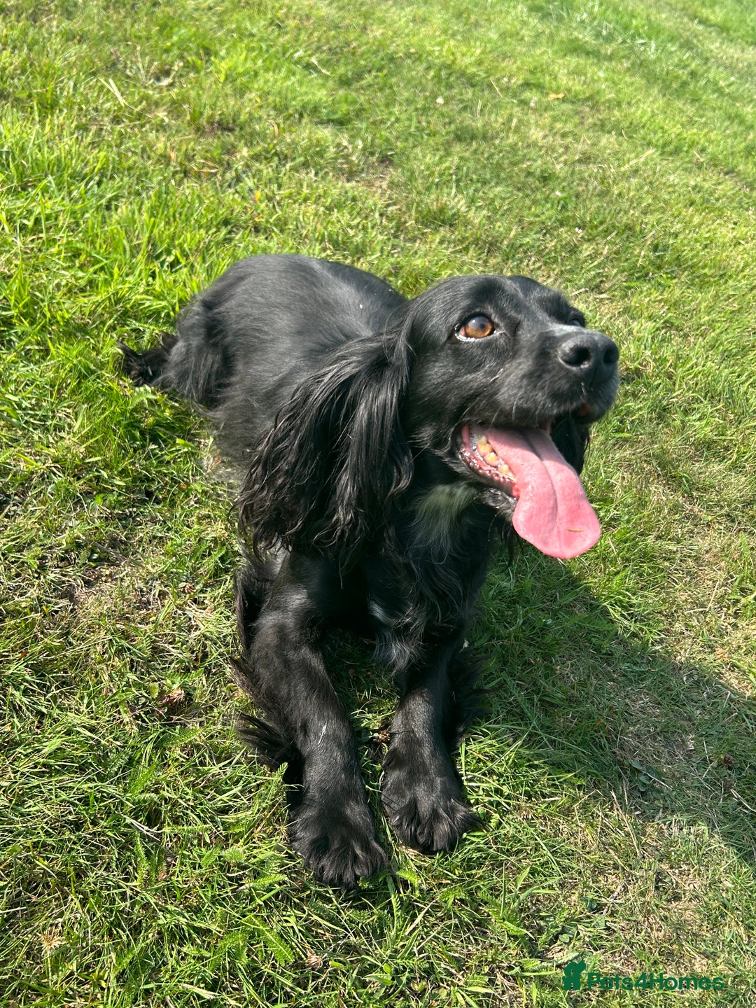 Cocker Spaniel dogs for sale: Beautiful cocker spaniel  - Image 2