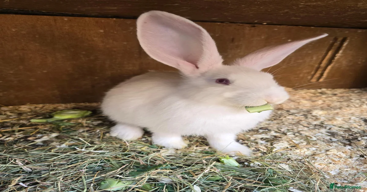 Rabbits for Sale for sale | Pets4Homes