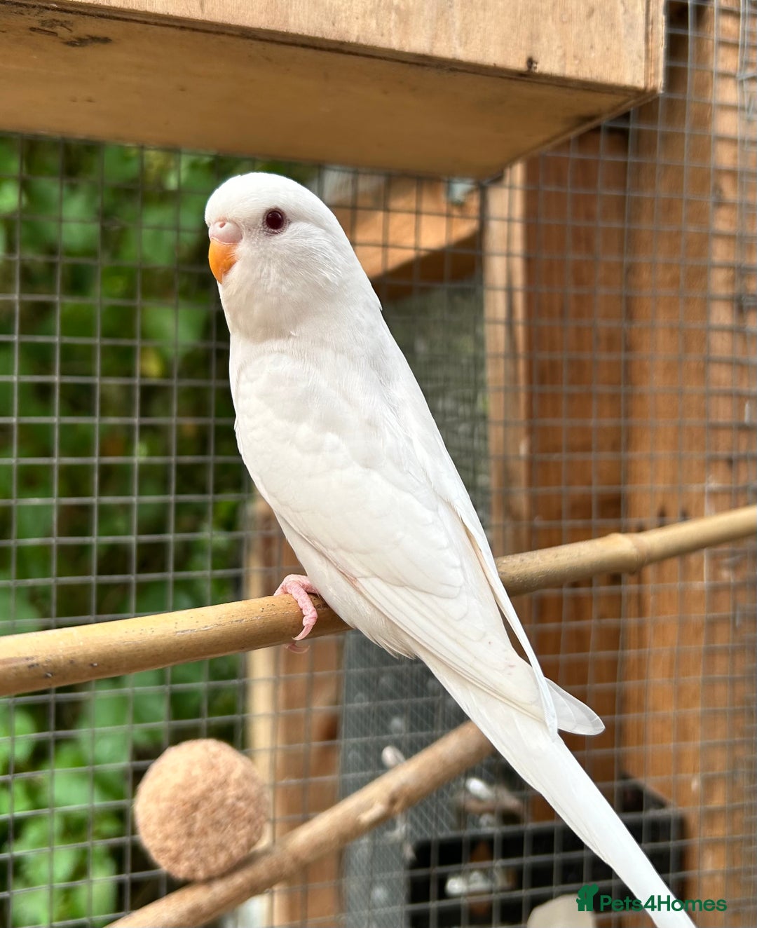 Budgerigars birds for sale: Beautiful Baby Budgies - Image 7