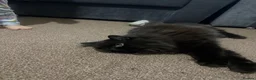 Persian cats for sale: Chocolate boy for adoption  - Advert 3