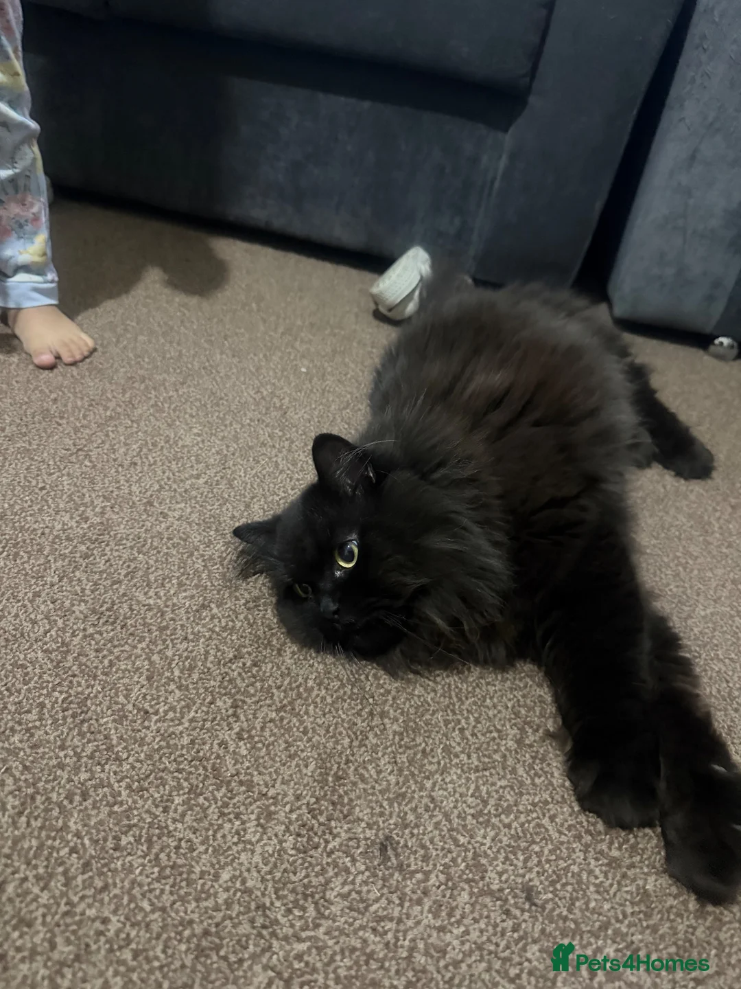 Persian cats for sale: Chocolate boy for adoption  - Advert 3