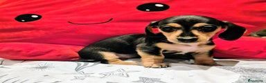 Miniature Dachshund Puppy 4
