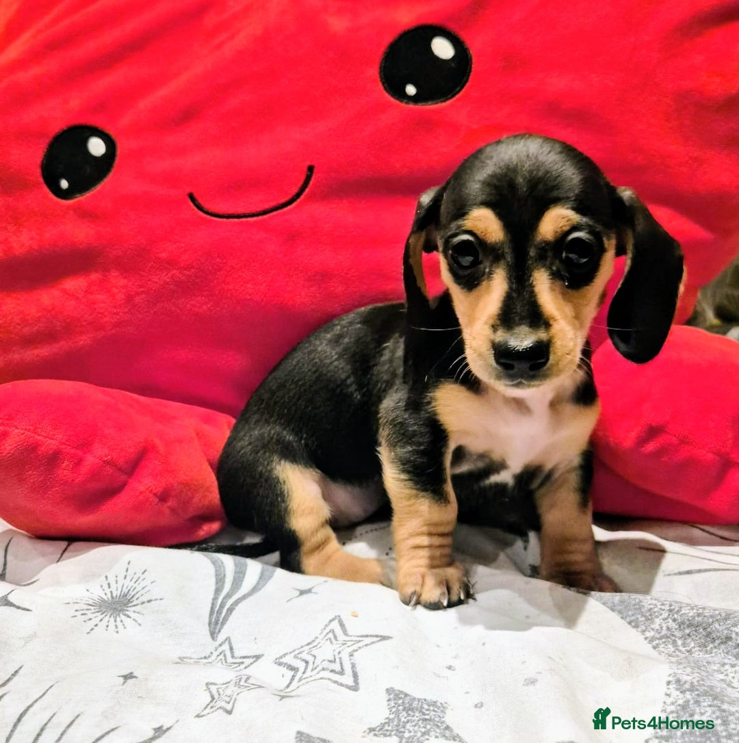 Miniature Dachshund dogs for sale: Miniature Dachshund puppies KC registered  - Advert 5