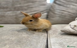 Netherland Dwarf rabbits for sale: Baby Netherlands dwarf/dwarf lion heads - Image 4