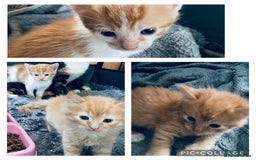 Mixed Breed cats for sale: Fluffy ginger & short fur calico 🐱🤩 - Image 4