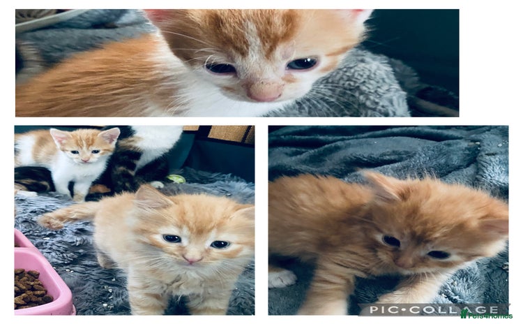 Mixed Breed cats - Advert 3