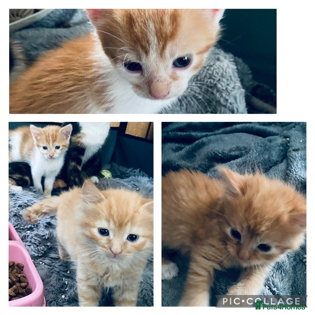 Mixed Breed cats for sale: Fluffy ginger & short fur calico 🐱🤩 - Image 4