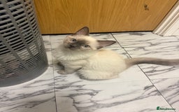 Ragdoll cats for sale: Blue Point Ragdoll Male - Image 2