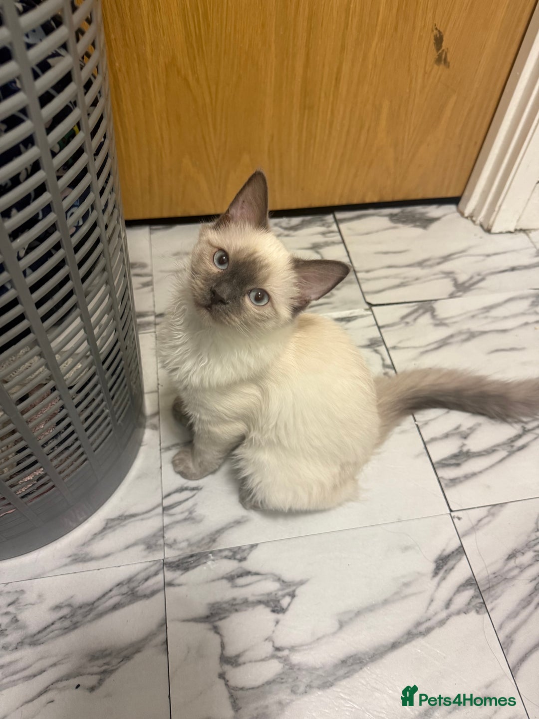 Ragdoll cats for sale: Blue Point Ragdoll Male - Image 2